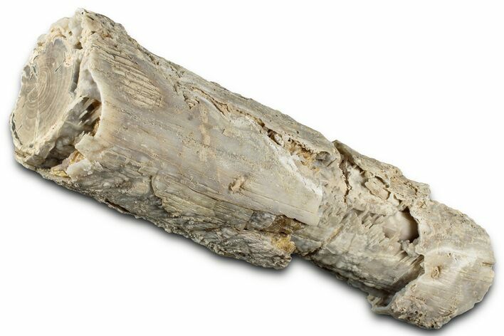 Long Petrified Wood (Schinoxylon) Limb - Blue Forest, Wyoming #326691